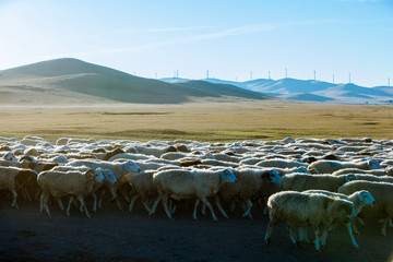 秋季草原放牧羊群