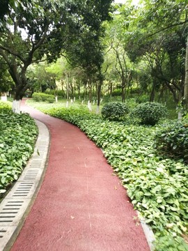 公园里的绿荫跑道