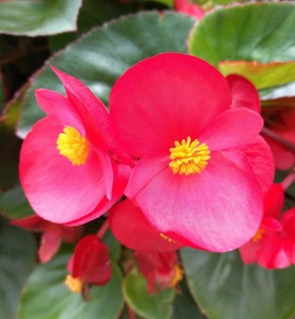 红色的海棠花