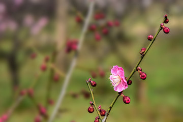 粉红色的梅花
