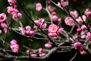 粉红色的梅花