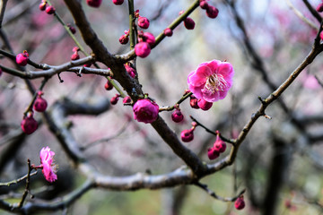 粉红色的梅花