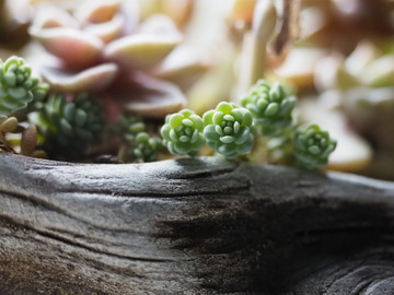 多肉植物薄雪万年草盆栽