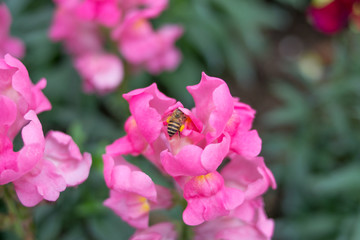 蜜蜂在采蜜的金鱼草