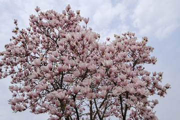 春天里的花