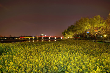 金华彩虹桥油菜花夜景