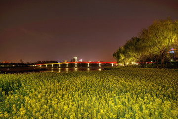 金华彩虹桥油菜花夜景