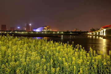 金华婺剧院油菜花夜景