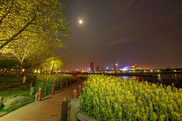 金华婺剧院油菜花夜景