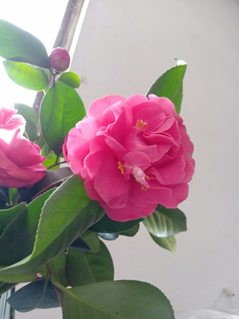 花朵