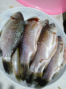 鱼