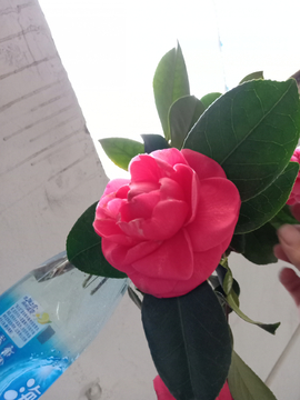 花朵