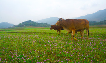 紫云英与牛