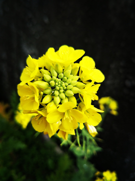 油菜花