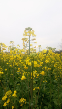 油菜花