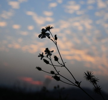 夕阳下的小花