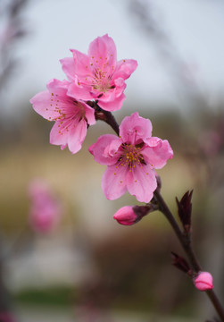 桃花