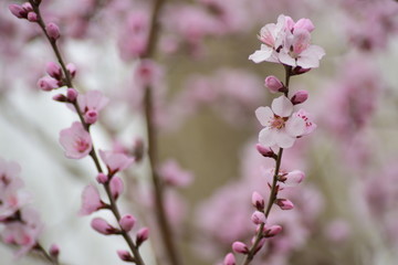 桃花盛开