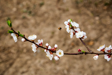 蜜蜂采花粉