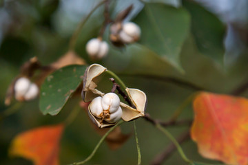 木子树