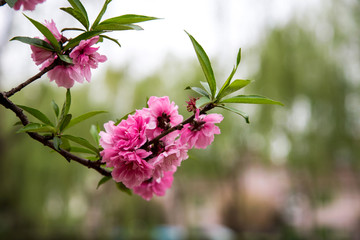 桃花盛开