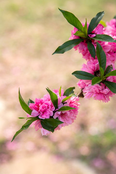 一枝桃花