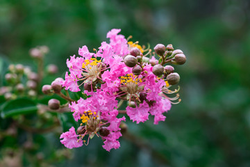 紫薇花