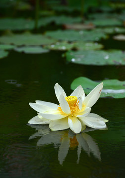 水中荷花倒影