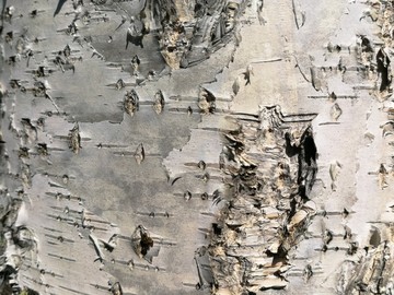 白桦树皮纹理