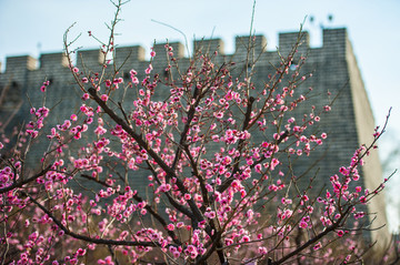 北京古城墙下盛开的梅花