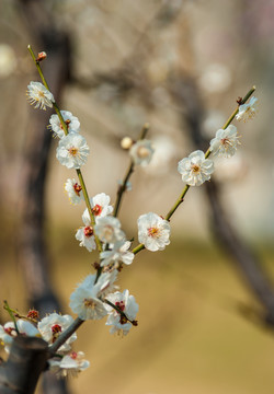 梅花