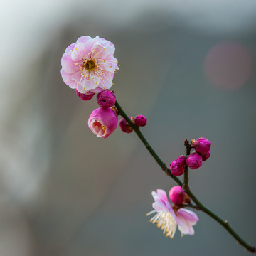 梅花