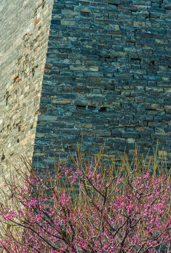 北京老城墙下盛开的梅花