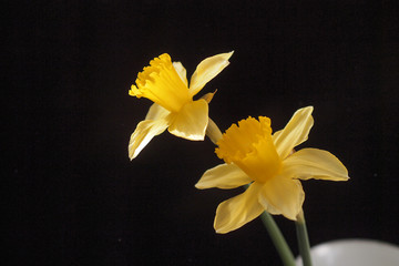 黄色花卉洋水仙