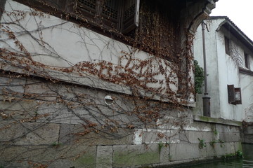 爬山虎