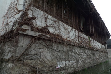 爬山虎2