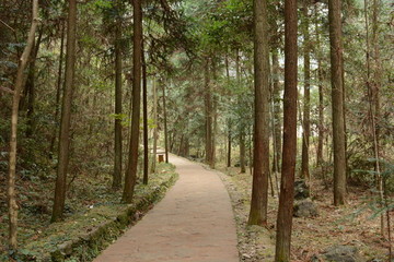 森林小道