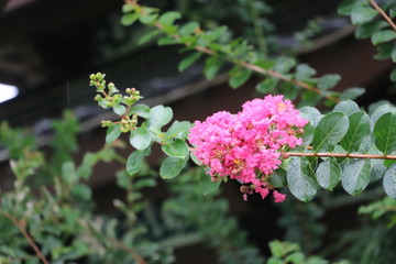 雨后花开