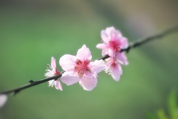 桃花