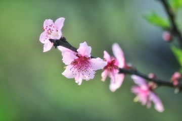 桃花