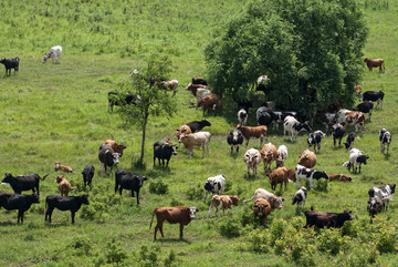 自然放牧的奶牛群