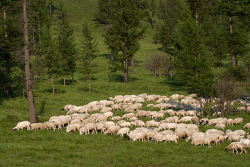 森林边的羊群