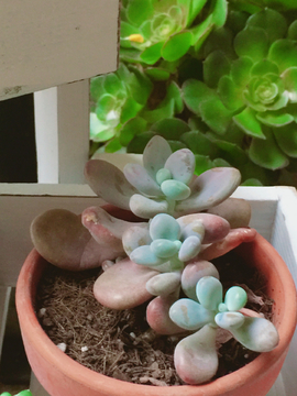 肉肉植物花架