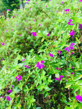 小野花