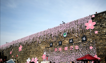 南京城墙樱花节