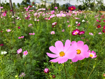 格桑花花海