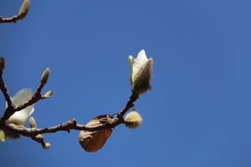 玉兰花