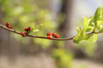 新芽