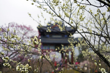 南京梅花山