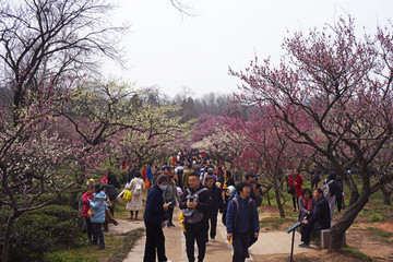 南京梅花山